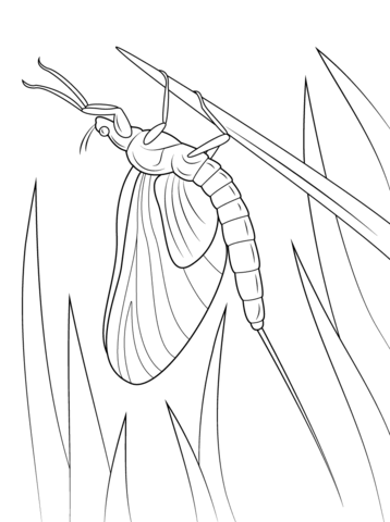 Green Drake Mayfly Coloring Page